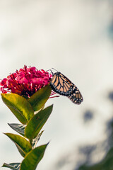 Danaus plexippus en canarias mariposa monarca 