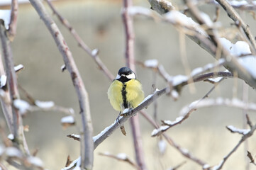 Birds in the garden, winter