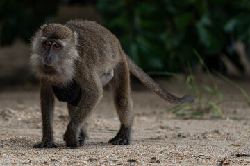 Obraz premium Makakenaffe in der Wildnis Borneos – Einblick in die Tierwelt