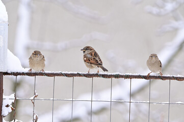 Birds in the garden, winter