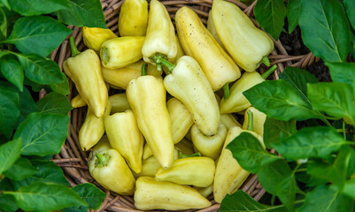 Yellow pepper harvest in the garden. Selective focus.