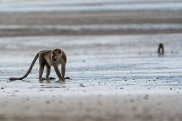 Makakenaffe in der Wildnis Borneos – Einblick in die Tierwelt