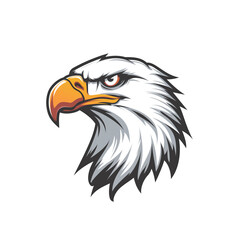 American bald eagle head