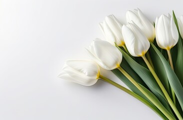 Seven white tulips at the bottom right of the frame on a white background with a place for the inscription on the right, banner