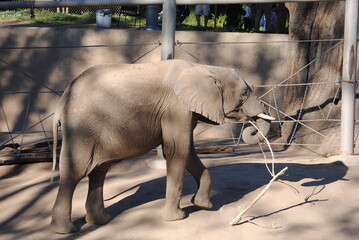 Elefantenbaby am essen