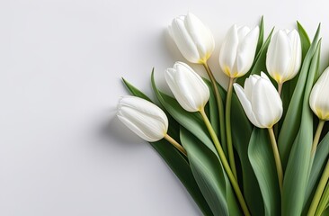 A bouquet of seven white tulips on the right side on a milky background with a place for an inscription on the left side, banner