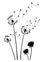 Fototapeta premium Dandelion wind blow background. Black silhouette with flying dandelion buds on white. Abstract flying blow dandelion seeds. Decorative graphics for printing. Floral scene design