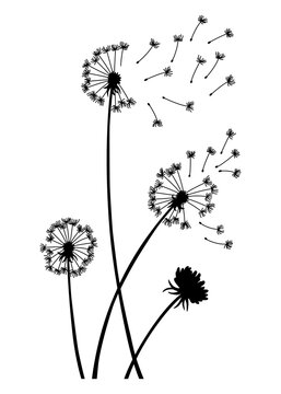 Dandelion wind blow background. Black silhouette with flying dandelion buds on white. Abstract flying blow dandelion seeds. Decorative graphics for printing. Floral scene design