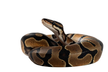 Ball phyton with a beautiful skin pattern