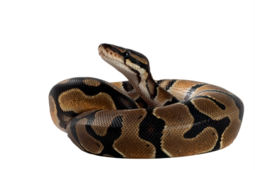 Ball phyton with a beautiful skin pattern