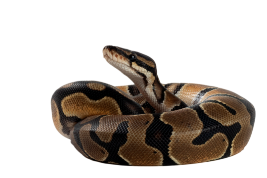Ball phyton with a beautiful skin pattern