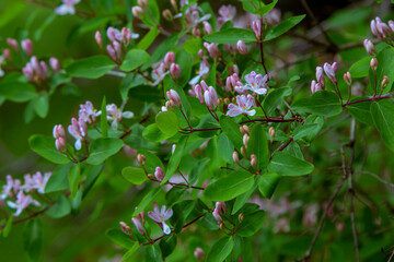 Beautiful blooming bush of Lonicera Tatarica – close-up pink flowers, buds and green leaves. Springtime nature details.