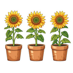 Obraz premium Illustration of sunflowers in pots isolated on transparent background