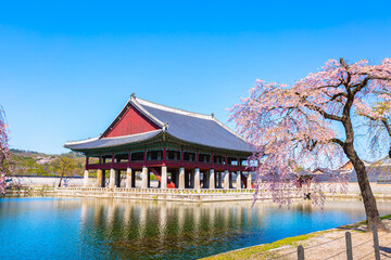 Fototapeta premium Gyeongbokgung palace with cherry blossom tree in spring time in seoul city of korea, south korea.