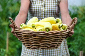 Harvest of yellow pepper in hands in the garden. Selective focus.