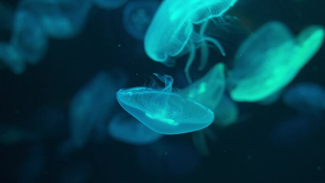 Jellyfish are invertebrate marine animals. The body is clear jelly. Looks like an umbrella They generally have many tentacles that are used for movement, prey capture, and self-defense.