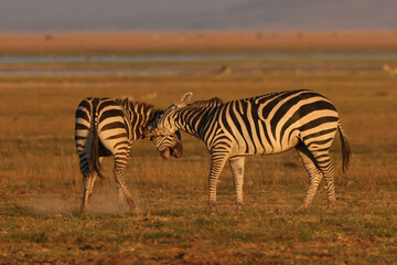 two fighting zebra stallion in Amboseli NP
