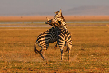 two fighting zebra stallion in Amboseli NP