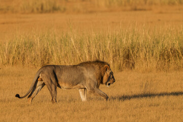 one male lion on a morning stroll in the savannah of Amboseli NP