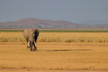 Fototapeta premium one single african elephant in the savannah
