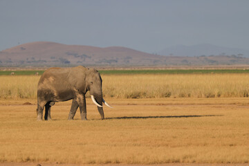 a single African elephant in the savannah of Amboseli in the perfect morning light