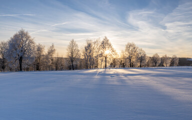 Obraz premium Winter sunset among snow-covered trees