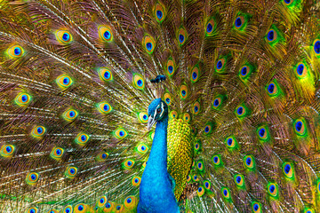 Obraz premium peacock,Picture of a beautiful peacock with feathers removed,Blue Peacock