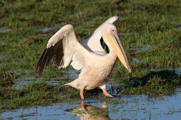 one single pelican spread its wings