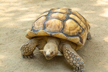 The Thai mountain turtle or land turtle is a protected wildlife.