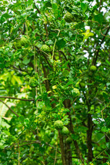 Kaffir lime fruit on the tree,kaffir lime or makrut or bergamot fruit on tree (Citrus hystrix) in outdoor garden, economy plants harvesting production for essential oil and ingredients local food cook