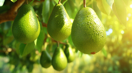 avocados Healthy ripen hang from the branches of a lush, green tree in a bountiful and vibrant garden, surrounded by leaves and bathed in the warm glow of summer sunlight