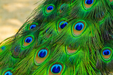 peacock feather,Colorful peacock feathers, glowing peacock feathers. Macro
