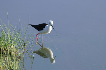 one black winged stilt in Amboseli NP