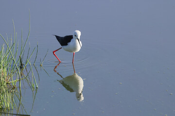 one black winged stilt in Amboseli NP