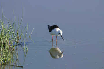 one black winged stilt in Amboseli NP