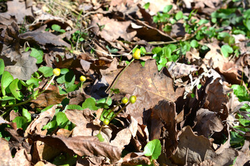 ground with dry leaves and yellow buds of flowers