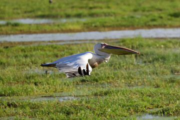 flying pelican in Amboseli NP
