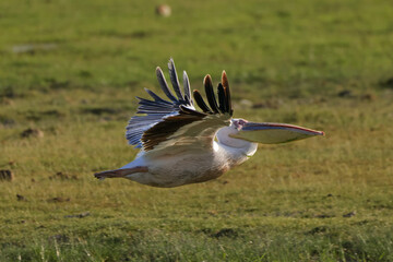 flying pelican in Amboseli NP