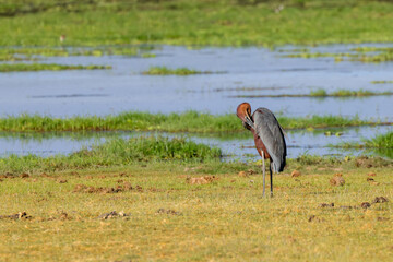 a goliath heron in the wetlands of Amboseli
