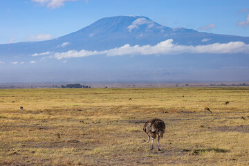 a femae ostrich in the savannah with mount kilimanjaro in background