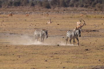 zebra herd walk in the dusty Amboseli NP