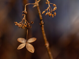 The last withered hydrangea flower