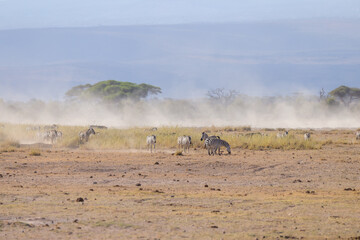 Fototapeta na wymiar zebra herd walk in the dusty Amboseli NP