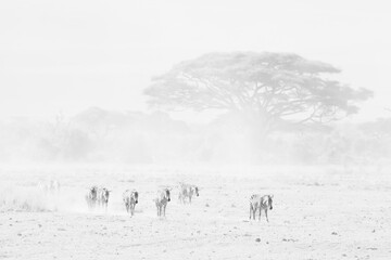 black and white picture of walking zebras in the dusty Amboseli NP