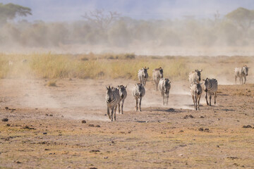 Fototapeta na wymiar zebra herd walk in the dusty Amboseli NP