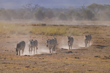 zebra herd walk in the dusty Amboseli NP
