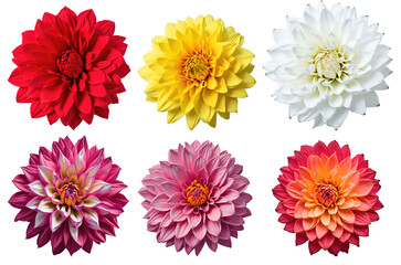 Collection of six beautiful dahlia flowers isolated on transparent background. Generative AI	