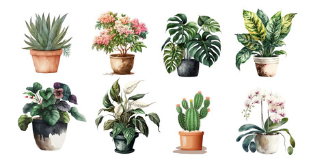 Home flowers in pots: aloe, monstera, arrowroot, cactus, spathiphyllum, violet and orchid