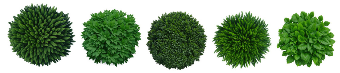 Top view of various decorative green bush or shrub plants isolated on transparent background. Generative AI	 - obrazy, fototapety, plakaty