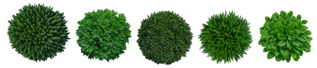 Foto op Aluminium Top view of various decorative green bush or shrub plants isolated on transparent background. Generative AI  © Nabarun